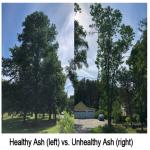 healthy unhealthy ash tree