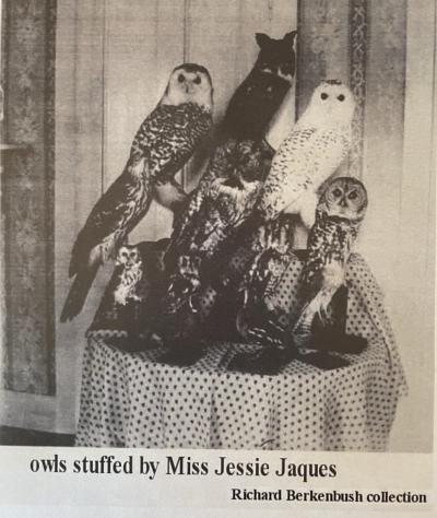 Jessie Jaques' Owls