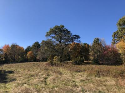 Scarlet Oak in the Landscape