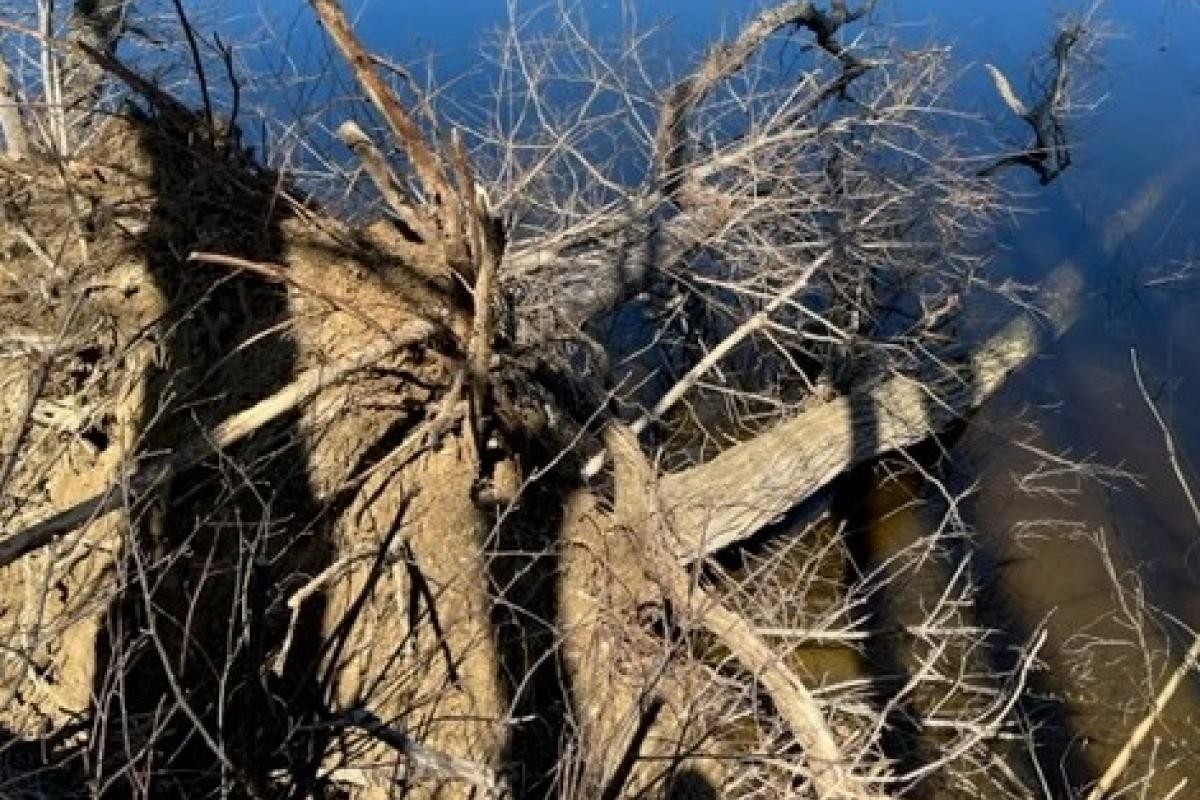 April 2024 Erosion: Fallen Trees Take Out Riverbank
