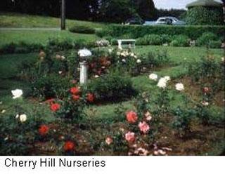 Cherry Hill Nurseries Garden