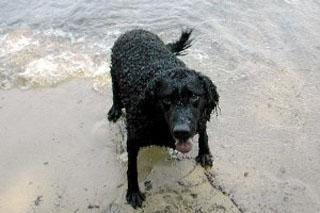 Wet dog in the ocean