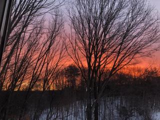 Red Oak at Sunrise