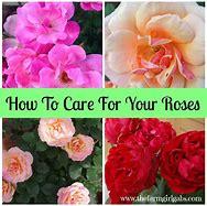 Easy Rose Care