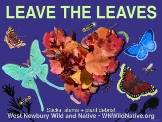LEAVE THE LEAVES!