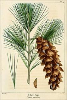 pine needles and cone