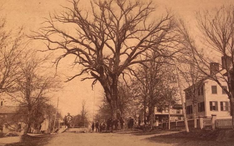 Main Street Elm circa 1880