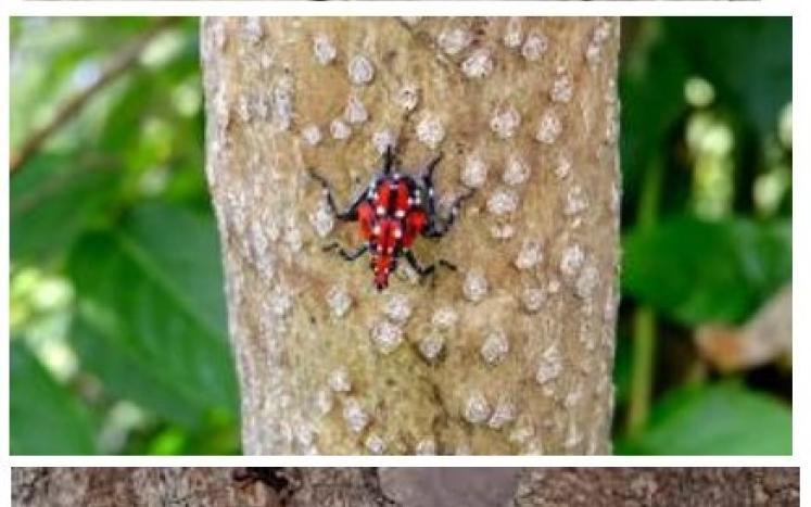 spotted lanternfly